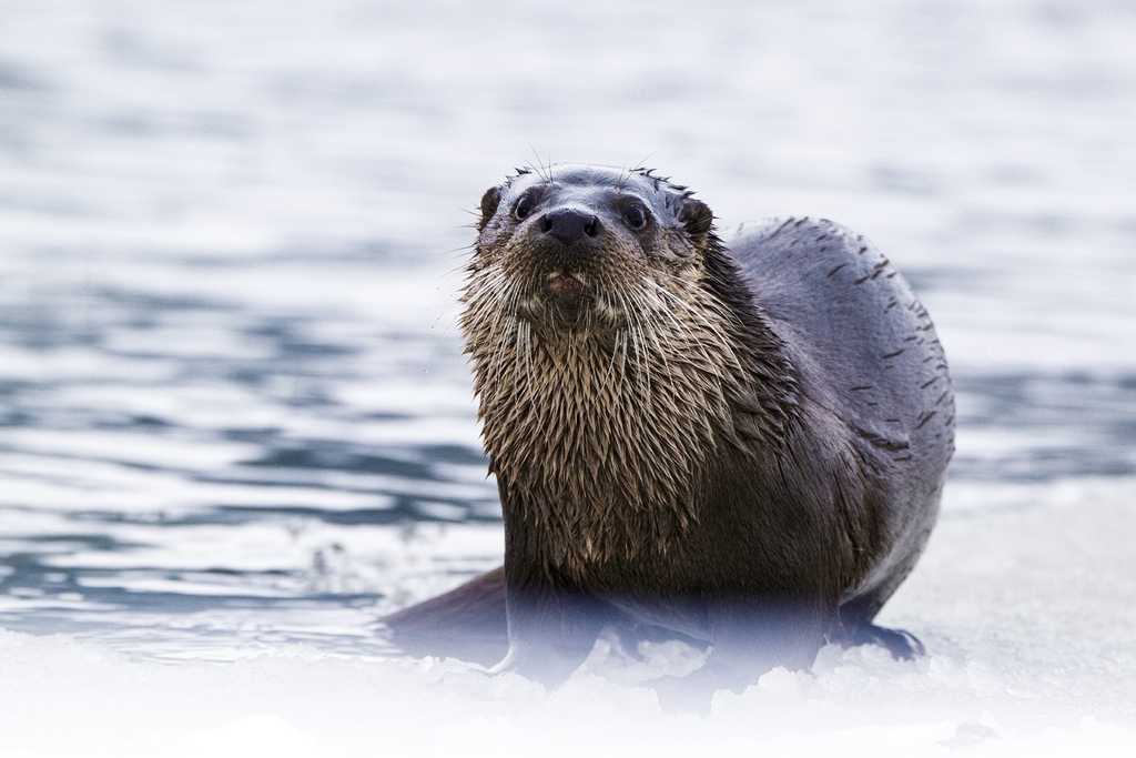 POLEN | Nordostpolen im Winter - Natur, Ansitz- und Tierfotografie