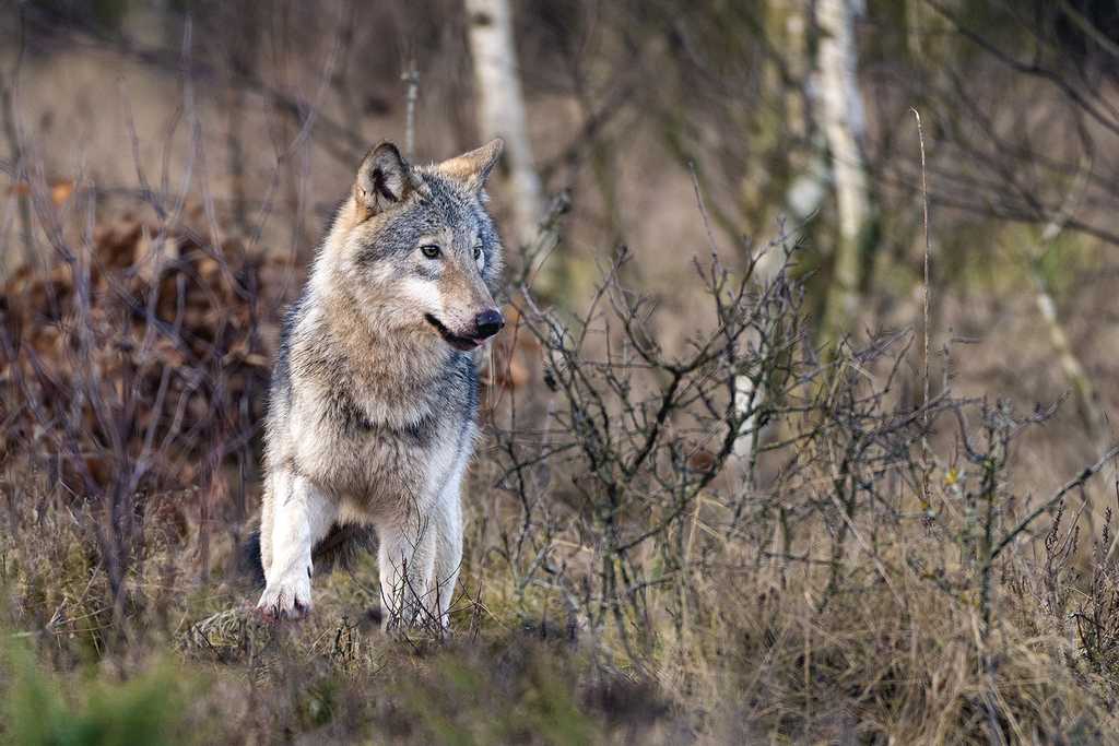 POLEN | Nordostpolen – Auf den Spuren der Elche, Wisente, Wölfe und Luchse
